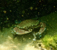 Ovalipes australiensis