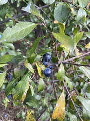 Prunus spinosa