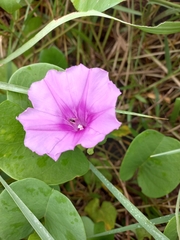 Ipomoea pes-caprae
