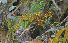 Cyrtochilum