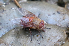 Calliphora ochracea