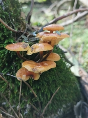Flammulina velutipes