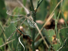 Lestes barbarus