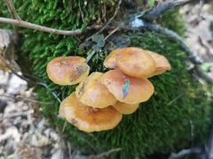 Flammulina velutipes