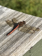 Sympetrum vulgatum