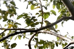 Phylloscopus sibilatrix
