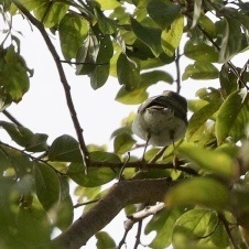 Phylloscopus sibilatrix