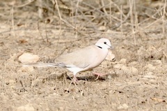 Streptopelia vinacea