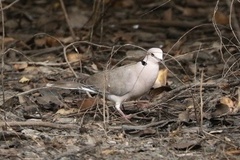 Streptopelia vinacea
