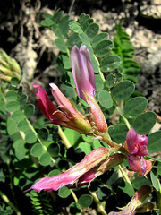 Astragalus monspessulanus