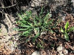 Astragalus monspessulanus