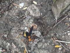 Leptodialepis bipartitus