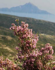 Erica manipuliflora