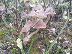 Psathyrella longipes