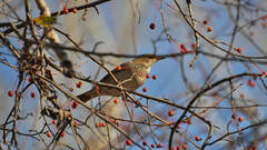 Turdus atrogularis