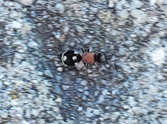 Ronisia barbarula