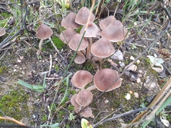 Psathyrella longipes