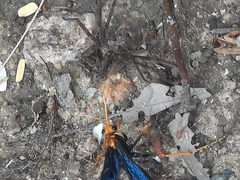 Leptodialepis bipartitus