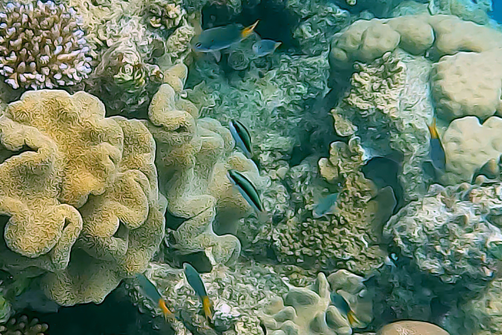 Bluntheaded wrasse