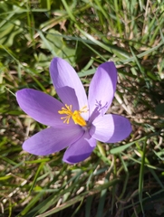 Crocus nudiflorus