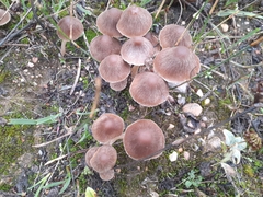 Psathyrella longipes