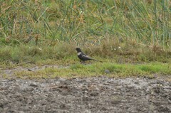 Turdus torquatus