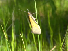 Philobota arabella