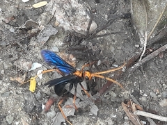 Leptodialepis bipartitus