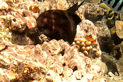 Ctenochaetus striatus