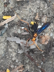 Leptodialepis bipartitus