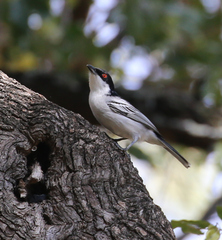 Dryoscopus cubla hamatus