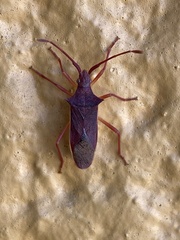 Gonocerus insidiator