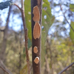 Byssomerulius corium