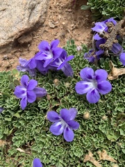 Aptosimum procumbens