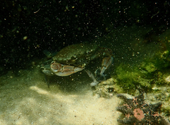 Ovalipes australiensis