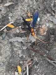 Leptodialepis bipartitus