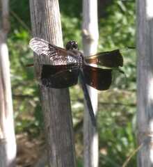 Erythrodiplax funerea