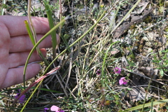 Thelymitra nuda
