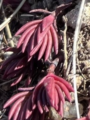 Crassula dependens