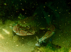 Ovalipes australiensis