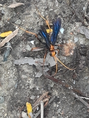 Leptodialepis bipartitus