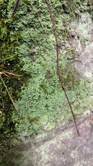 Cladonia coniocraea