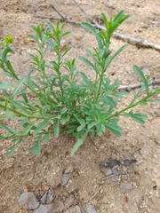 Nidorella
