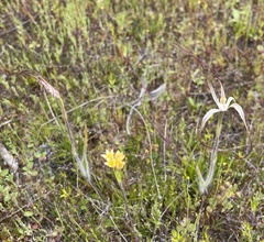 Caladenia fluvialis