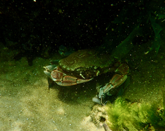 Ovalipes australiensis