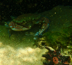 Ovalipes australiensis