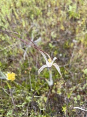Caladenia fluvialis