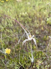 Caladenia fluvialis
