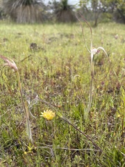 Caladenia fluvialis