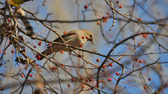 Turdus atrogularis